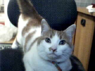 A cat; Actual size=240 pixels wide